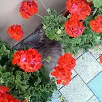 Guest house Grasser