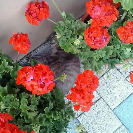 ゲストハウス Grasser